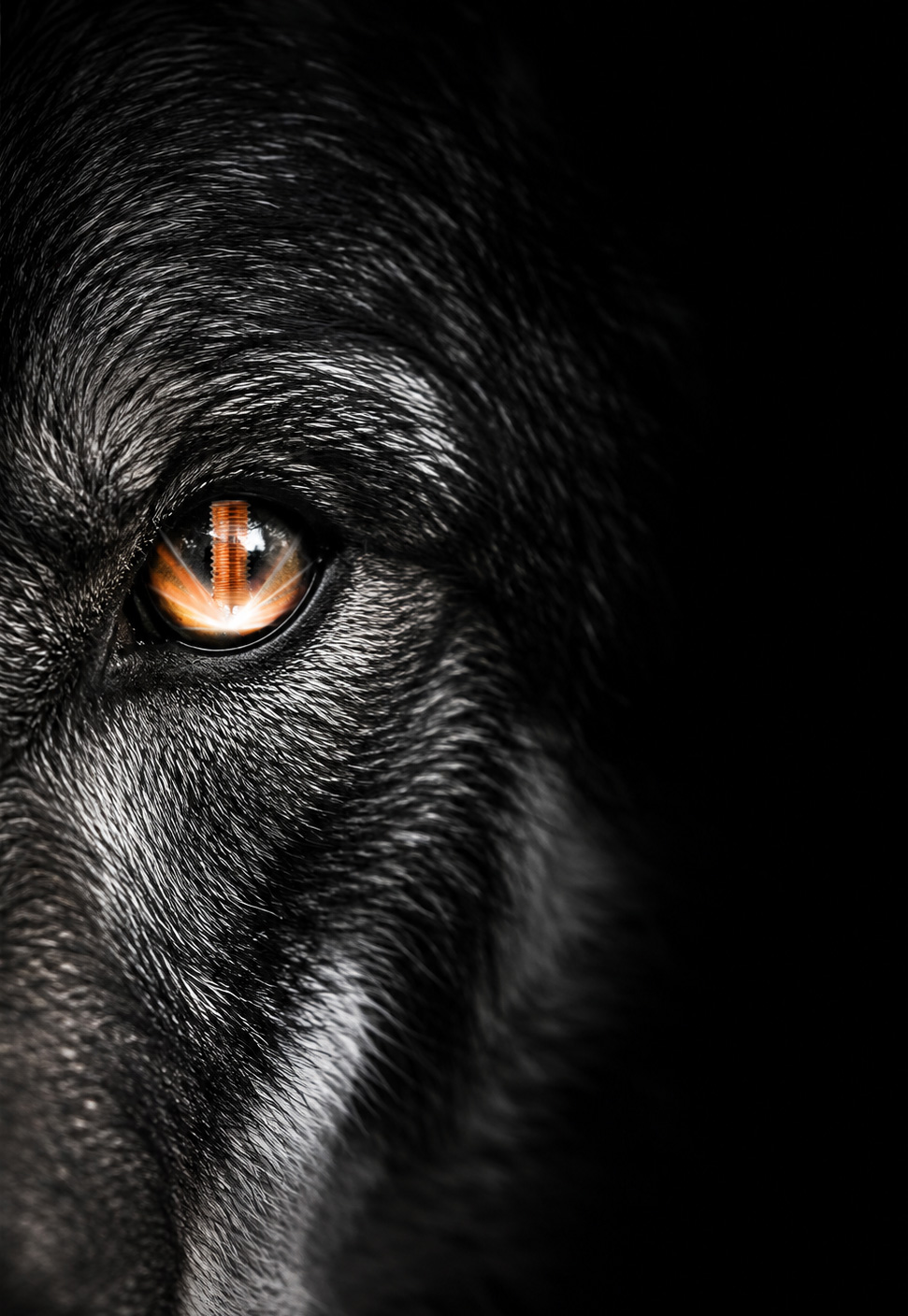 Wolfskopf bsk+BTV mit Bild vom aufgeschweissten Bolzen in Pupille